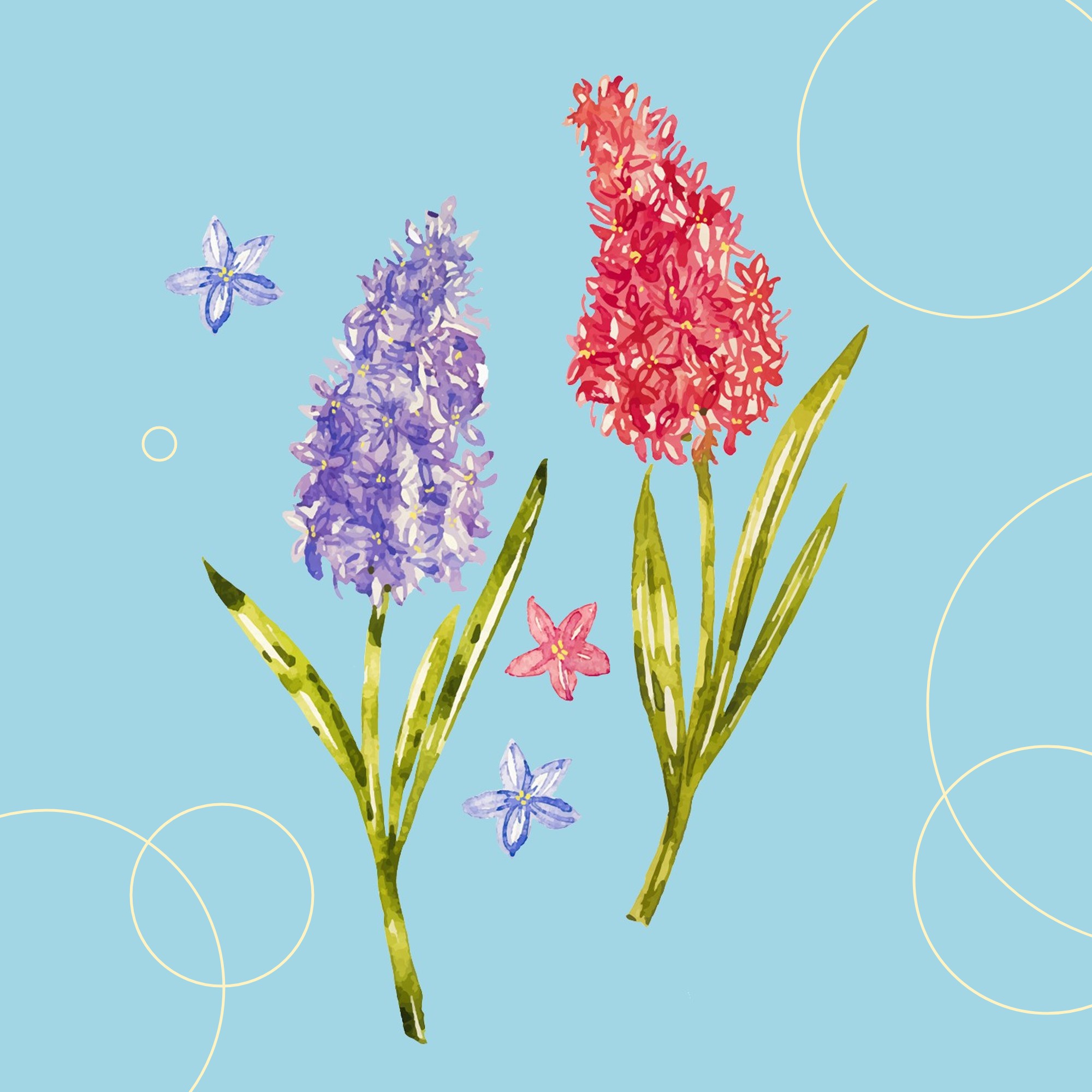 Lazy Hyacinth
